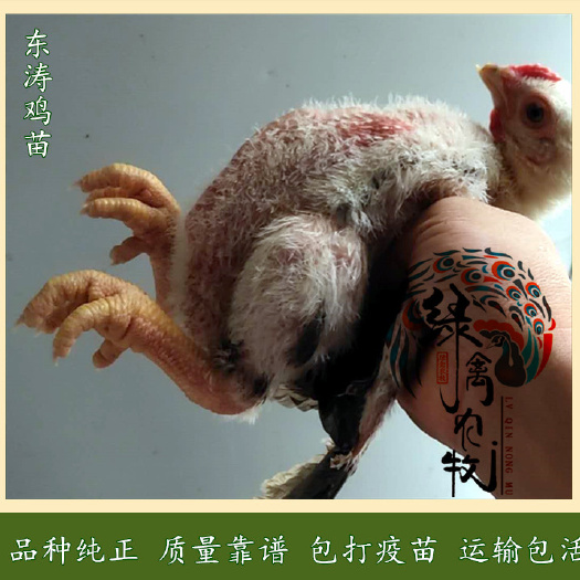 广州 35天越南东涛鸡苗-大脚鸡苗-越南巨脚鸡苗-品种纯,质量好