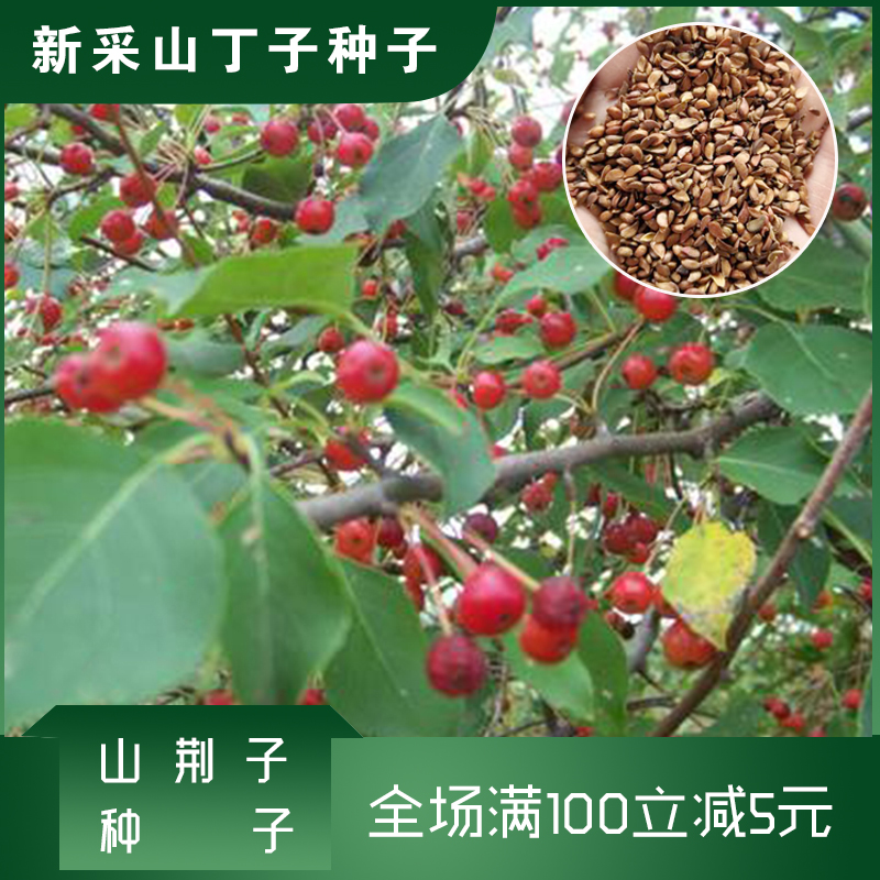 沭阳县山荆子种子山丁子种子嫁接苹果毡木种子包邮提供技术支持