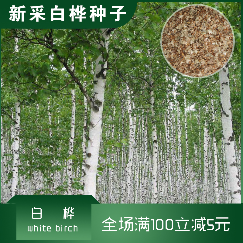 沭阳县白桦种子白桦树种子包邮优质新种子