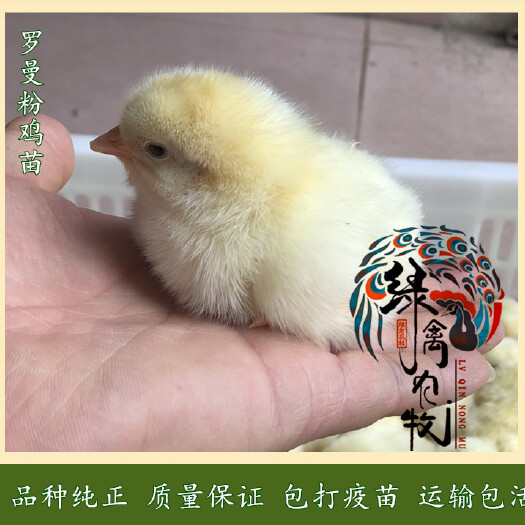 广州罗曼粉蛋鸡苗-高产白羽蛋鸡苗-年产蛋320枚-多蛋鸡苗