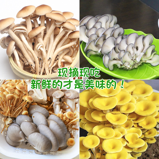 平菇菌种 蘑菇种植包平菇菌包种蘑菇食用菌菌种家庭种植蘑菇菌种