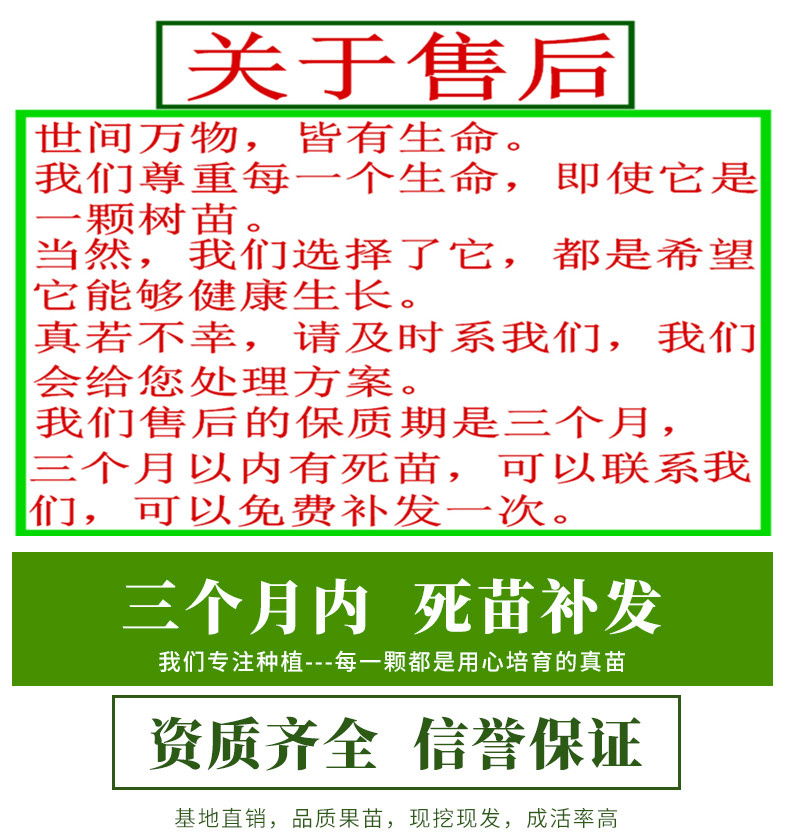 百花一号金银花苗 百花一号金银花树苗大规模栽种经济效益高南北方皆可丰收高产