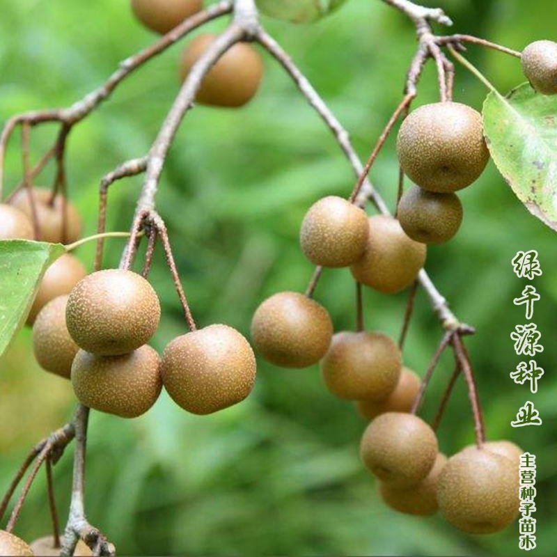 沭阳县梨树种子  棠梨种子杜梨种子嫁接毡木种子包邮技术支持