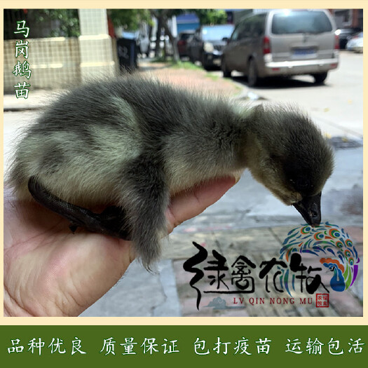 广州 灰鹅苗-大种灰鹅苗-杂交鹅苗-马岗杂交鹅苗-70天9斤