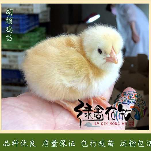广州 胡须鸡苗-胡须鸡母苗-农科院胡须鸡苗-广东三大名鸡之一