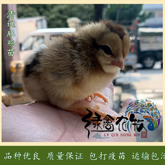 广州 清远麻鸡苗-清远土鸡苗-1.5号清远麻鸡苗-品质好