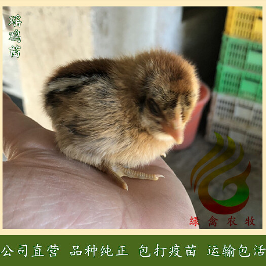 广州 红瑶公鸡苗-大种红瑶土鸡苗-瑶鸡苗-公司直营,诚信可靠