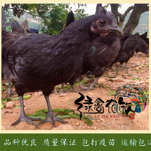 广州 五黑一绿蛋鸡苗-肉-毛-骨黑-绿壳率高达95,年产蛋220