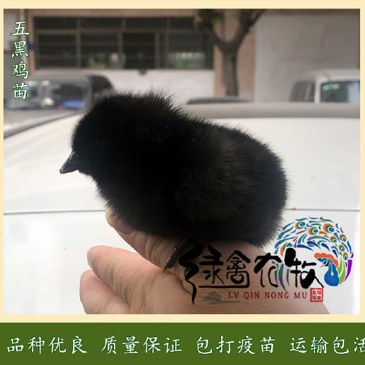 广州 绿壳蛋鸡苗-五黑一绿蛋鸡苗-优良品种-诚信企业-质量靠谱