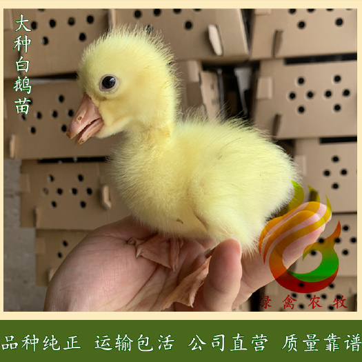 广州 霍尔多巴吉鹅苗-白鹅苗-杂交鹅苗-大白鹅苗-包打疫苗