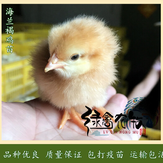 广州 海兰褐蛋鸡苗-多蛋鸡苗-高产蛋鸡苗-年产蛋320枚