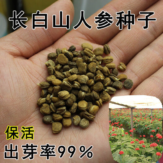 建瓯市人参种苗 长白山新鲜人参苗 人参种子西洋参种子林下参种子野山参种子