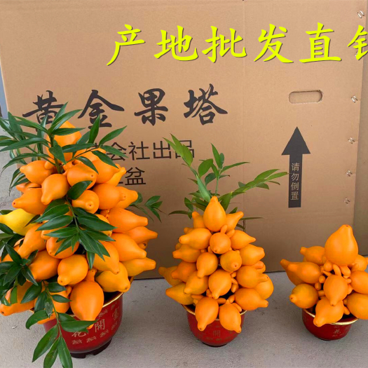 漳平市黄金宝玉 基地批发  黄金果组合盆栽五指茄盆景五代同堂三代同堂室内盆景