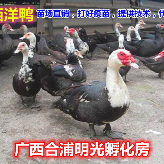 南宁西洋鸭苗  番鸭苗（又名西洋鸭），成活率96%包打疫苗，代办托运技术指导