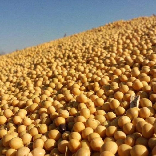 上海月供巴西大豆5万吨