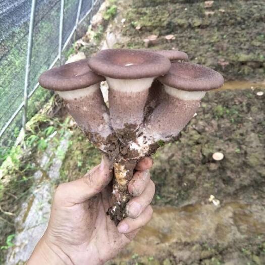 重庆市 虎奶菌种植虎奶菇菌种母种原种栽培种教技术