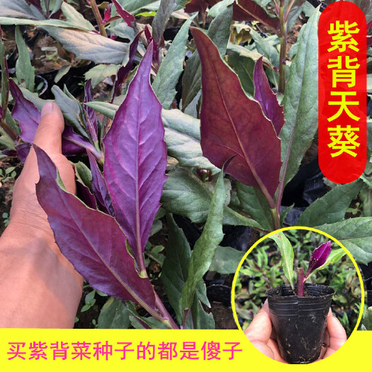建瓯市紫背天葵种苗  紫背天葵苗红背菜观音菜苗紫种籽明月草金鸡毛菜血皮菜菜籽