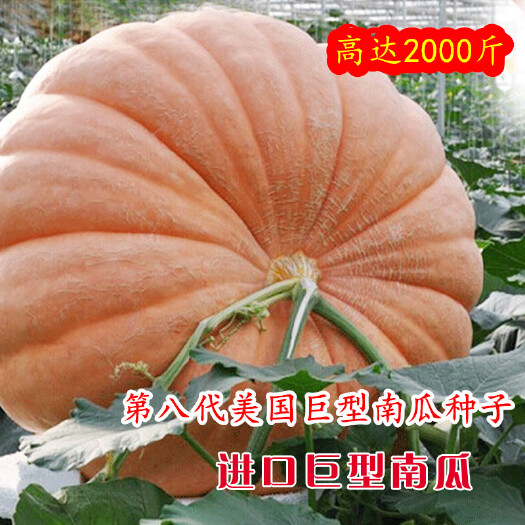 建瓯市第八代巨型大南瓜种子，太空育种南瓜种子，观赏性强，瓜型大