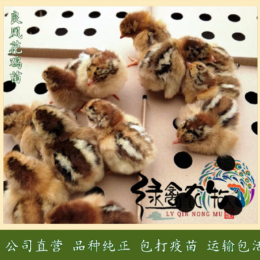 广州 良凤花鸡苗-良凤花公鸡苗-快大红毛公鸡苗-90天8斤