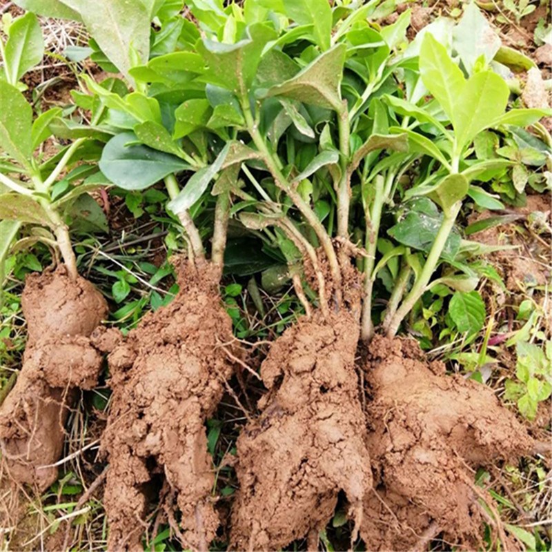 土人参菜种苗种子土高丽参西洋参特色蔬菜趣味绿植盆栽阳台庭院