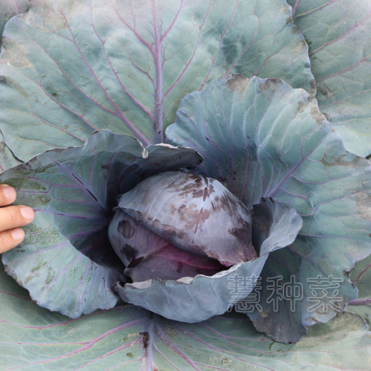 济南紫甘蓝菜种子 包菜种籽 卷心菜大头菜包心菜种籽春秋季种植