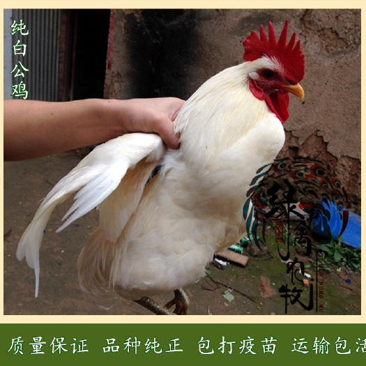 广州 白羽公鸡苗-白肉土鸡苗-白毛土鸡苗-公司直营质量有保证