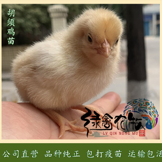 广州 胡须鸡苗-农科院胡须鸡苗-惠阳胡须鸡苗-公司直营质量好
