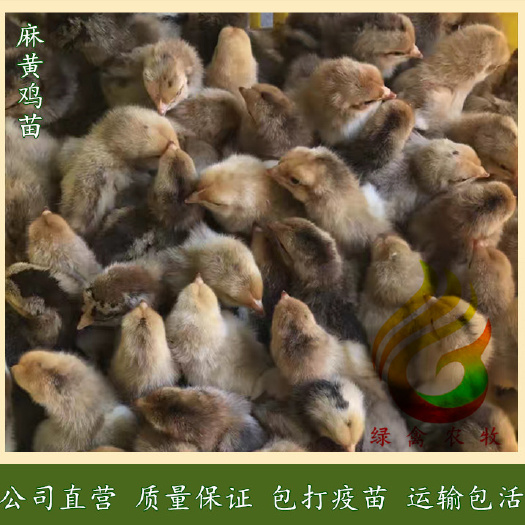 广州 k9鸡苗，麻黄k9鸡苗，k9土鸡苗