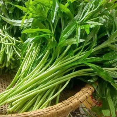 阜南县 藜蒿 芦蒿 阜南新村芦蒿去根蔬菜新鲜农家蔬菜