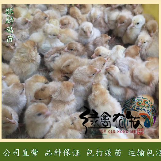 广州 麒麟鸡苗，翻毛鸡苗