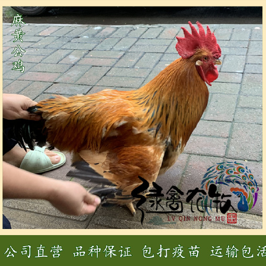 广州 新广K901-新广K902-大种麻黄鸡苗90天7斤品种优良
