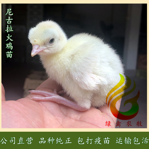 广州 尼古拉火鸡苗，大型火鸡苗，300系