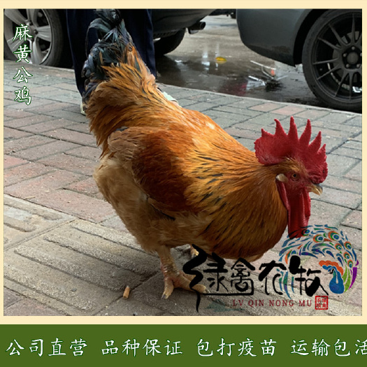 广州 新广k901-k902-大种麻黄鸡苗-90天7斤