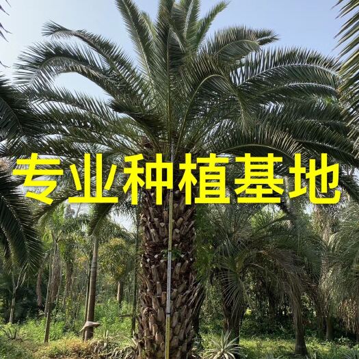 漳州福建 加拿利海枣基地 加拿利海枣报价海枣树批发