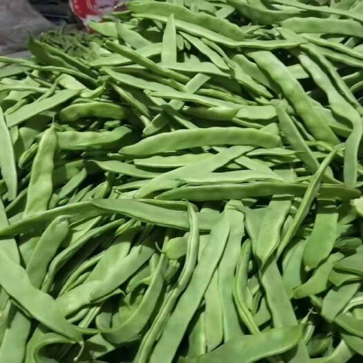 商河县甜椒  种植基地优质菜椒芸豆大量上市质优价廉