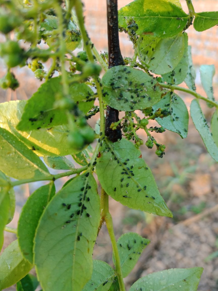 老师再帮我看看我的茶椒树是花椒当中的一个品种出现这个蚜虫我控制不