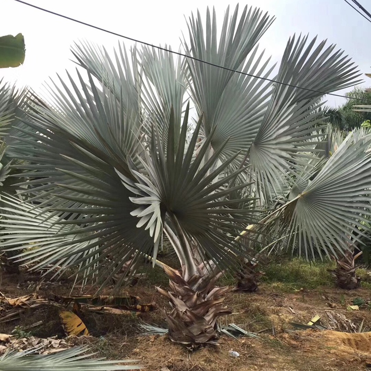 造型棕櫚樹 福建霸王棕價格 霸王棕樹批發(fā) 移栽霸王棕基地直銷