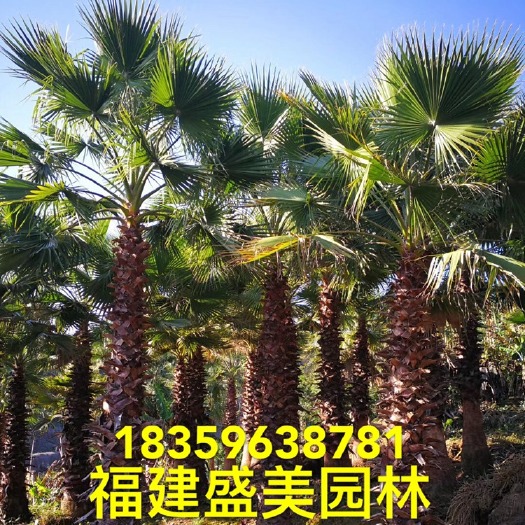 漳州老人葵 华盛顿葵 风景树 行道树 多规格供应