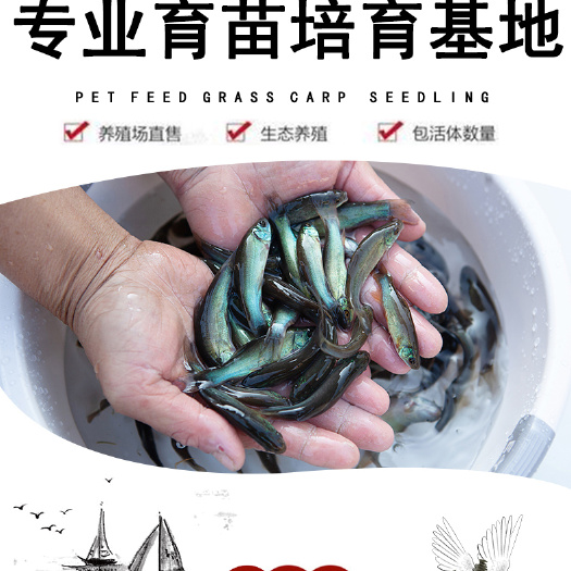广州 丁桂鱼苗，丁岁苗，量大从优，全国发货
