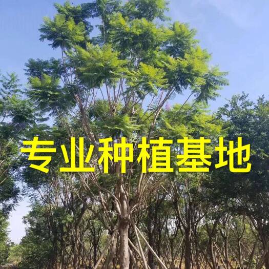 漳州二十公分蓝花楹报价 蓝花楹树批发  蓝花楹供应