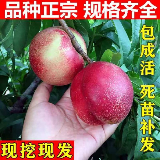 平邑县中油油桃苗 油桃树苗嫁接桃树苗早熟果实大油桃苗适合南北方种植
