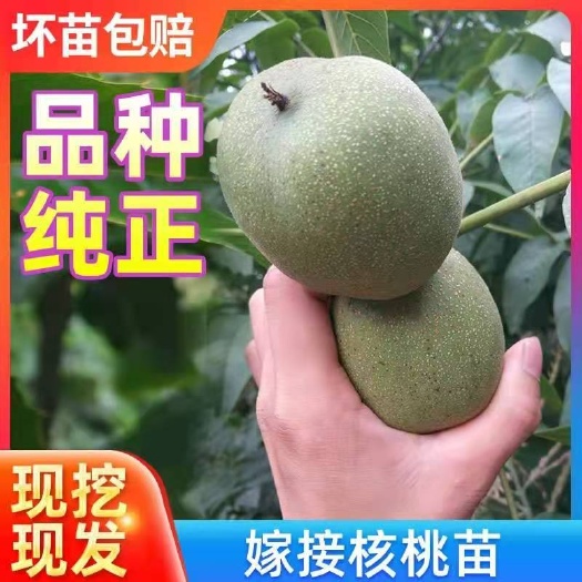 平邑县薄皮核桃苗 薄皮核桃树苗多品种清香核桃树苗基地直销当年结果