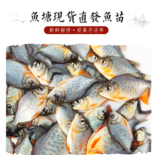 广州淡水鲳鱼苗，红鲳鱼苗，基地直供，全国发货
