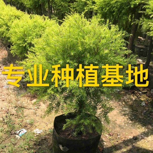 漳州 福建千层金球棒棒糖基地 黄金香柳树 浙江千层金批发黄金宝树
