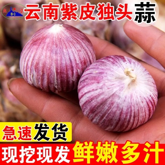 宾川县2021年现挖云南紫皮独头蒜湿蒜新鲜独头蒜多种规格一件代发