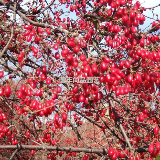潢川县药枣种苗 山茱萸种苗 君子红药枣 山茱萸苗 茱萸苗 药枣苗