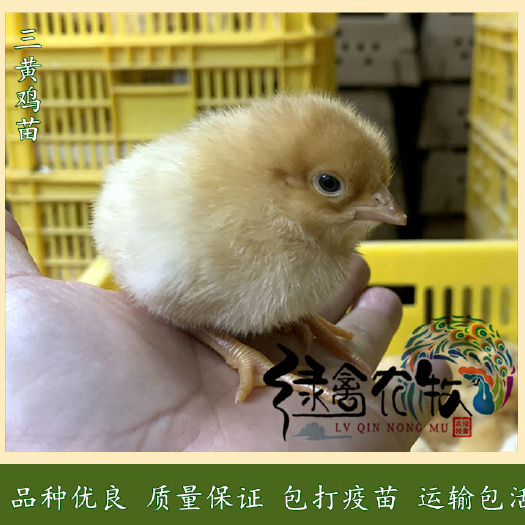 广州三黄鸡苗-土2鸡苗-黄土鸡二号苗-2号三黄土鸡苗