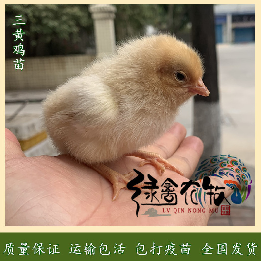 广州三黄鸡苗-黄土1.5鸡苗-广西三黄鸡苗-母鸡成年3.5斤