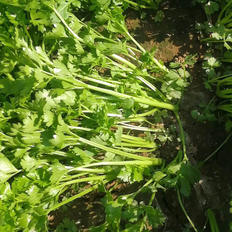 津南实芹芹菜种子  铁杆芹菜种子 实心芹 四季耐热 生长速度快 基地专用