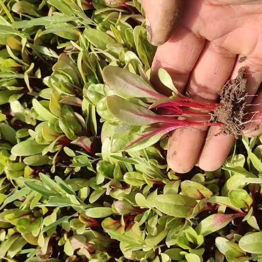 济南甜菜苗种子 甜菜芽种籽四季种植 红梗菜苗摆盘 盘饰蔬菜种子